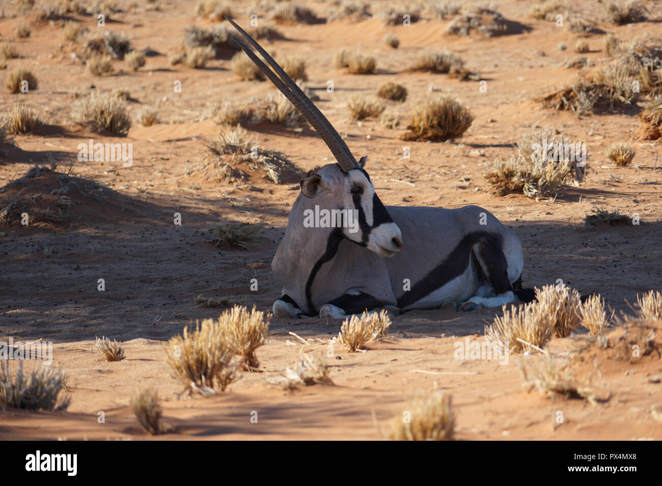 Oryx, Spießbock (Oryx gazella), im Schatten liegend, nahe Sesriem Camping, Sesriem, Sossusvlei-Gebiet, Namibia, Afrika Foto Stock