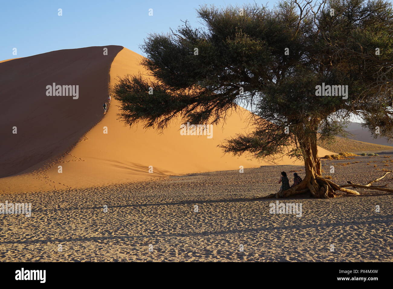 Neben Kameldorn Düne 45, Namib-Dünenmeer, Namibia, Afrika Foto Stock