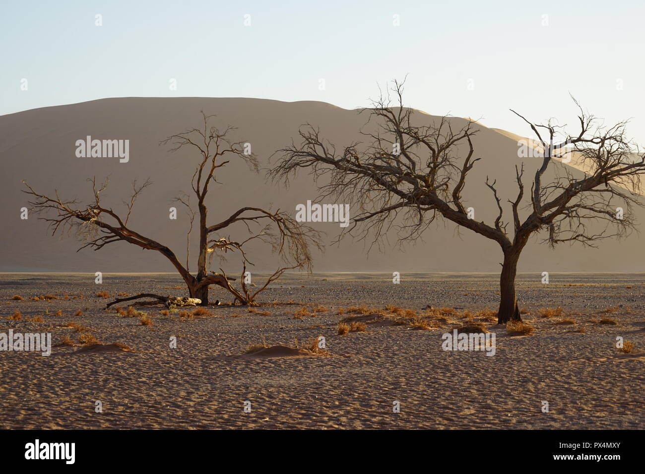 Abgestorbener Kameldorn vor Düne 45, Namib-Dünenmeer, Namib Wüste, Sossusvlei-Gebiet, Namibia, Afrika Foto Stock