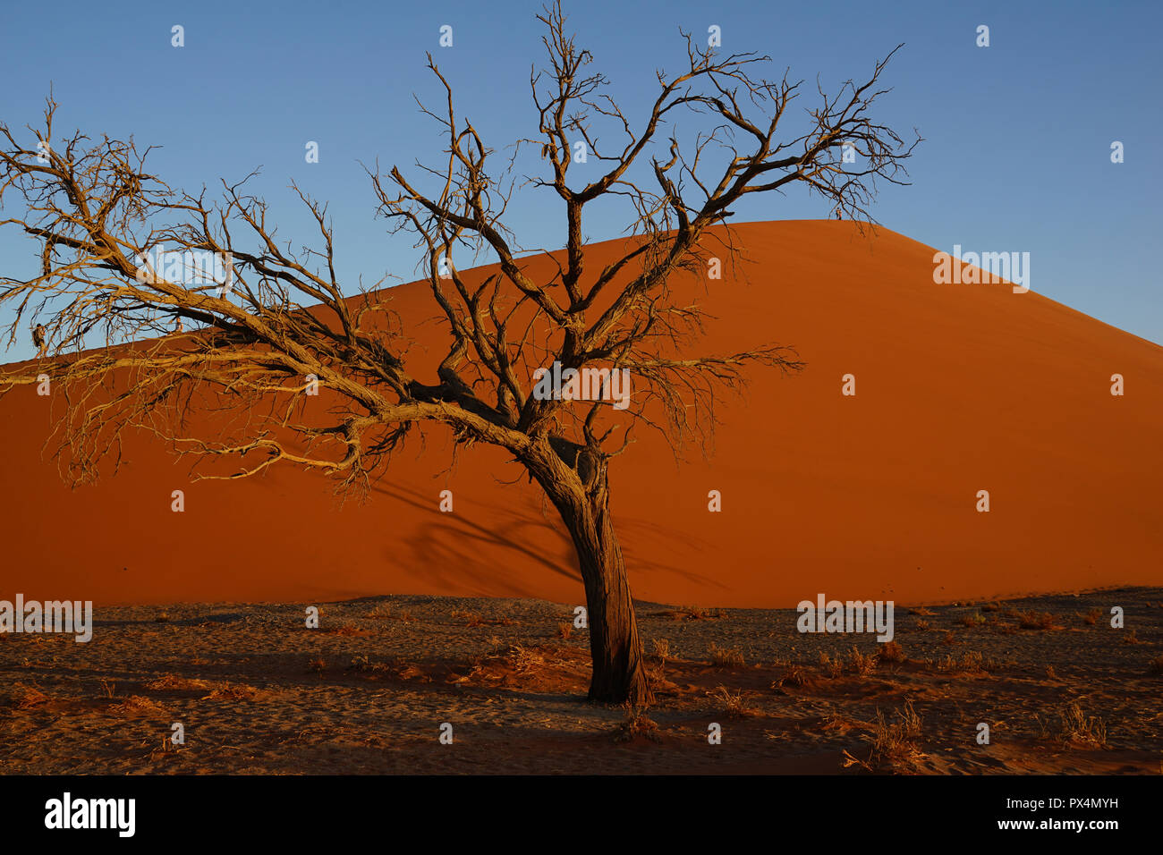 Abgestorbener Kameldorn vor Düne 45, Namib-Dünenmeer, Namib Wüste, Sossusvlei-Gebiet, Namibia, Afrika Foto Stock