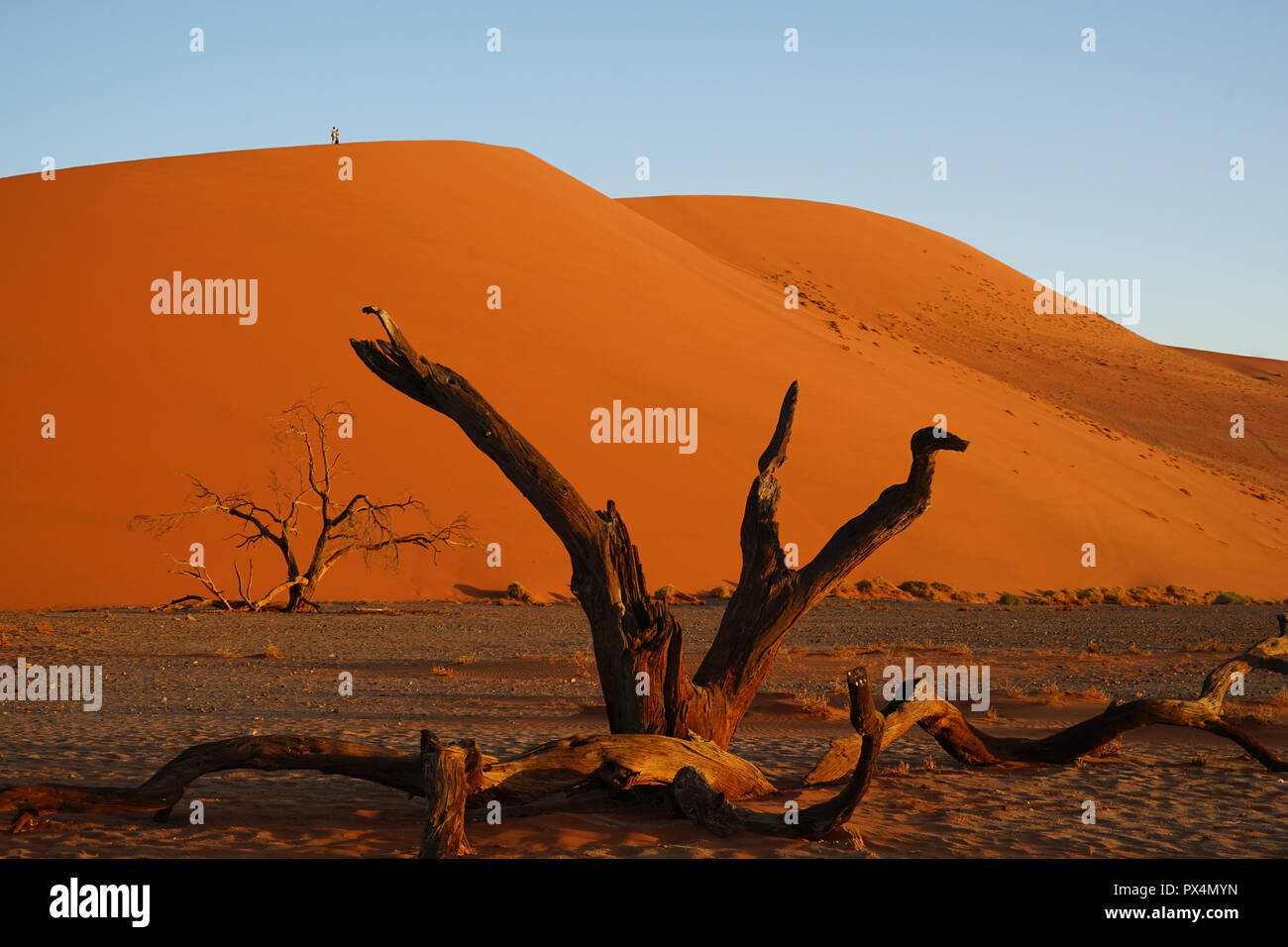 Abgestorbener Kameldorn vor Düne 45, Namib-Dünenmeer, Namib Wüste, Sossusvlei-Gebiet, Namibia, Afrika Foto Stock