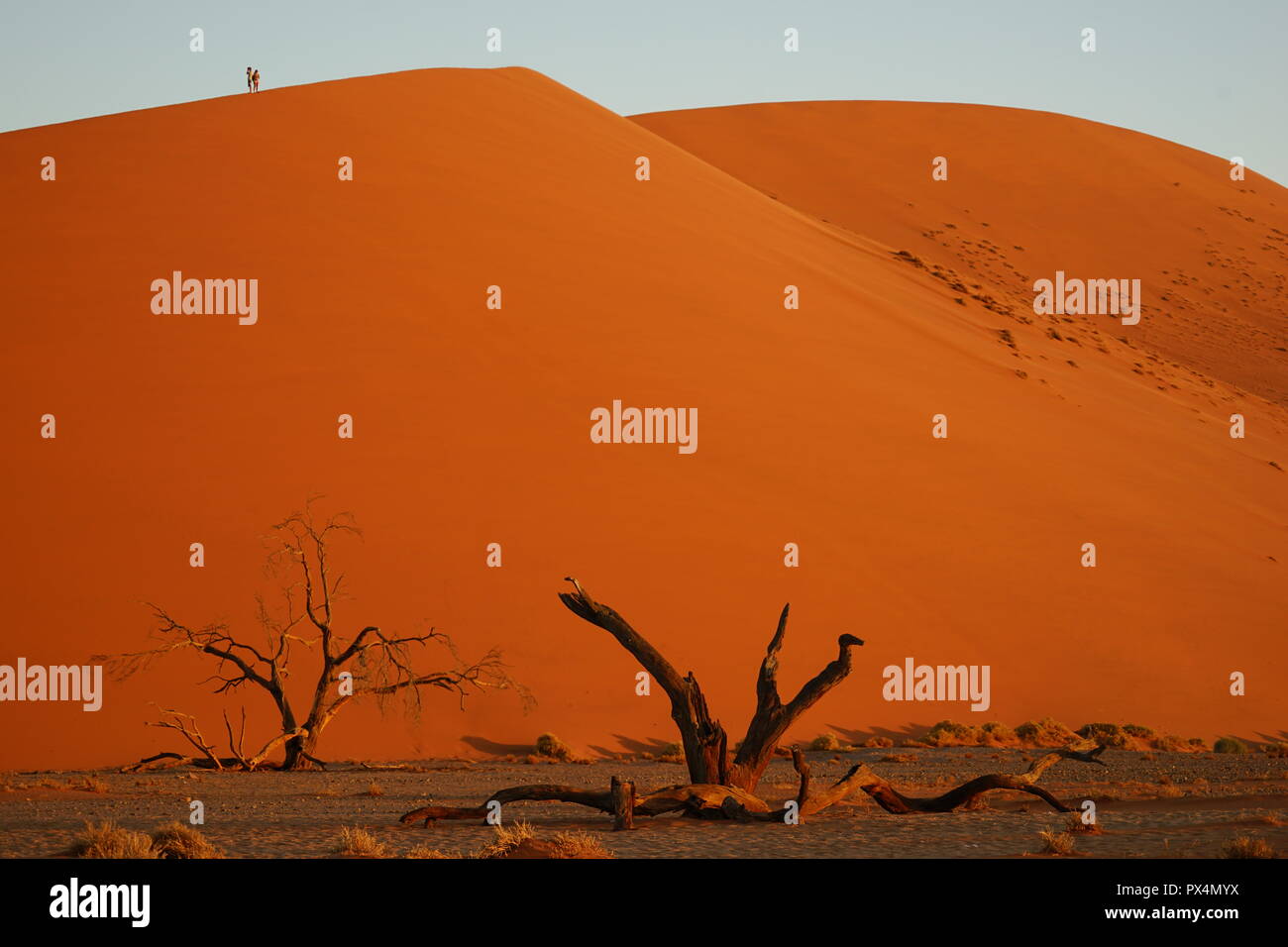 Abgestorbener Kameldorn vor Düne 45, Namib-Dünenmeer, Namib Wüste, Sossusvlei-Gebiet, Namibia, Afrika Foto Stock