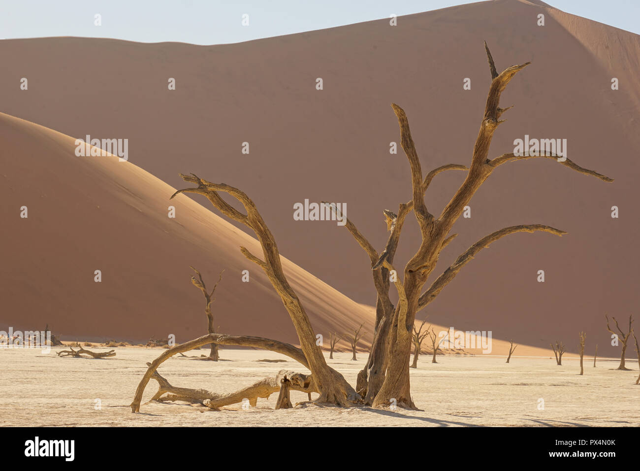 Abgestorbene Kameldornbäume, Dead Vlei, Sossusvlei, Namibia, Afrika Foto Stock