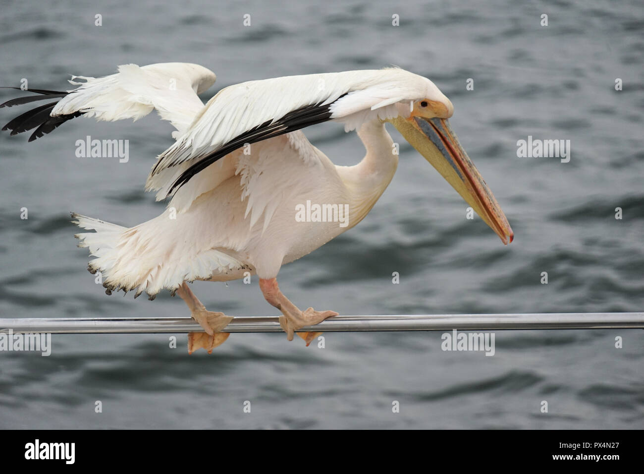 Great White Pelican (Pelecanus onocrotalus), importanti Walfish Bay, Namibia, Africa Foto Stock