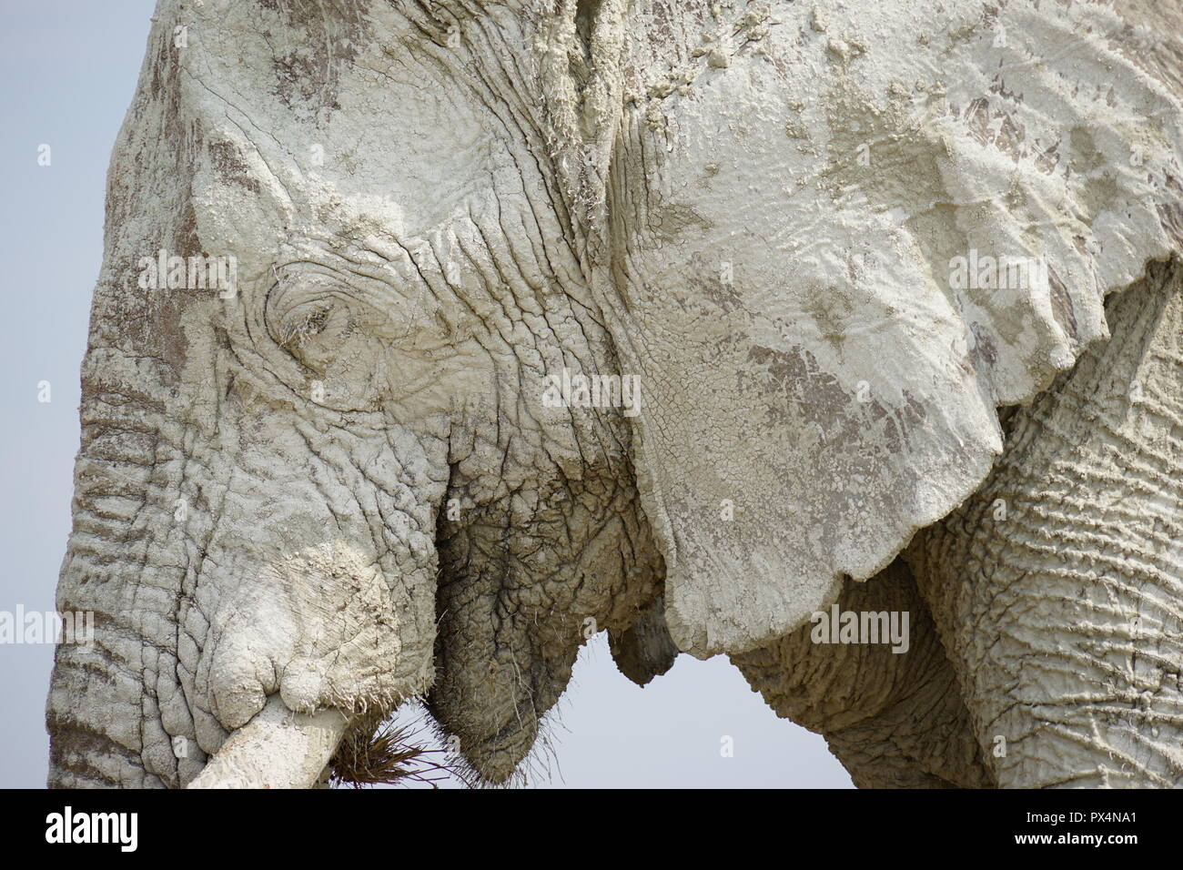 Weißer Elefant, mit weißem Schlamm bedeckt, Etosha Nationalpark, Namibia, Afrika Foto Stock