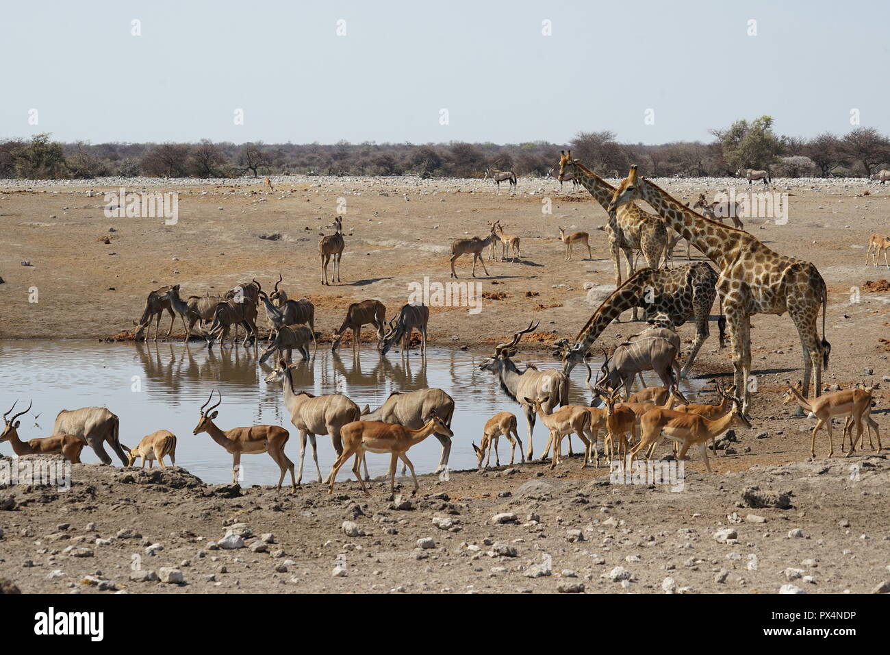 Tiere am Wasserloch 'Chudob' Etosha Nationalpark, Namibia Namibia, Afrika Foto Stock