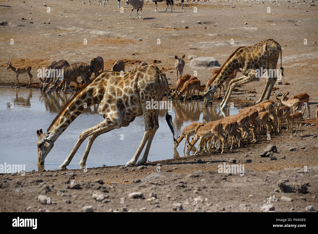 Giraffen und andere Tiere am Wasserloch 'Chudob' Etosha Nationalpark, Namibia Namibia, Afrika Foto Stock