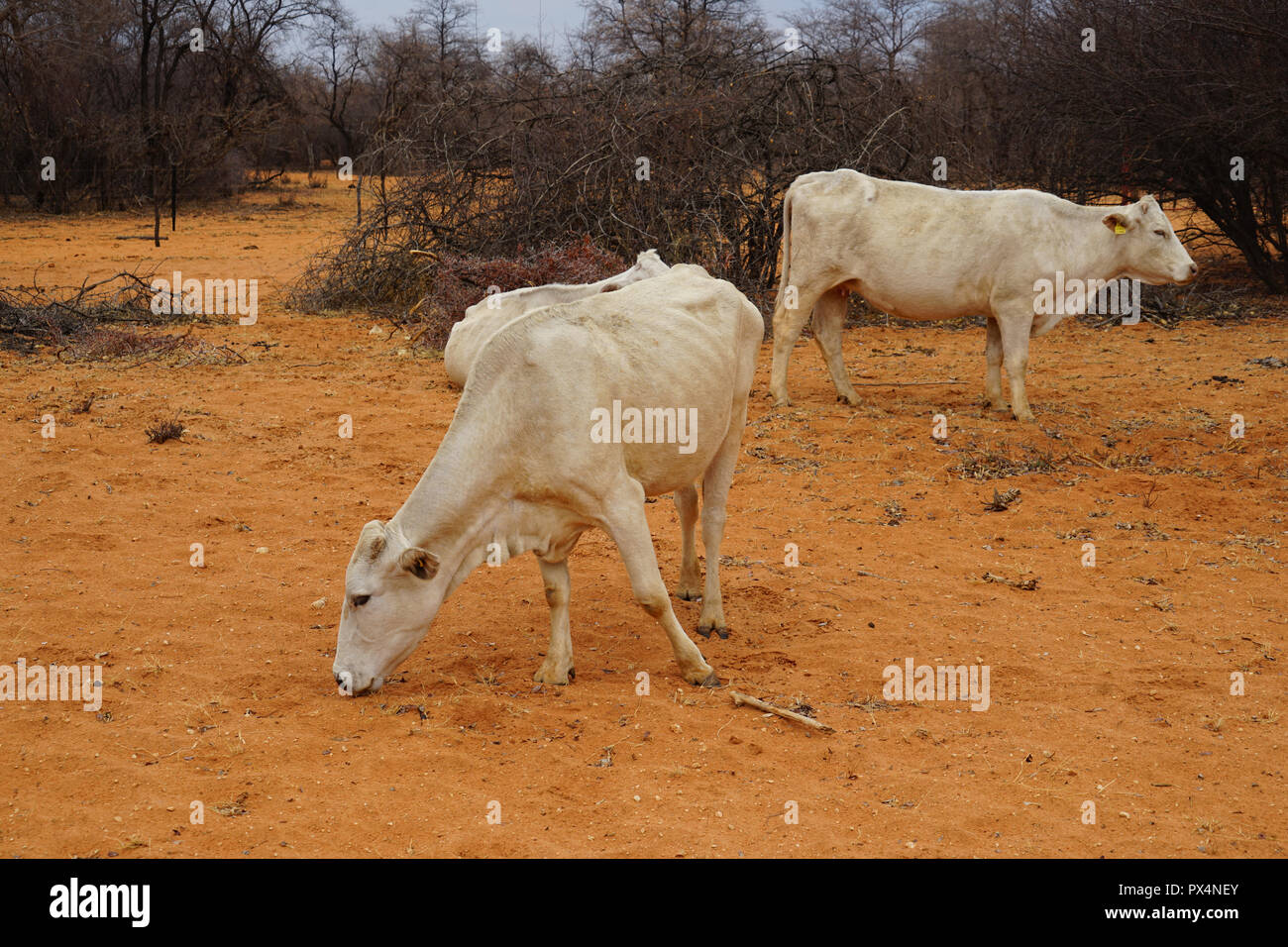 Zwei weiße Kühe stehen am Straßenrand, Namibia, Strasse D2512, Namibia, Afrika Foto Stock