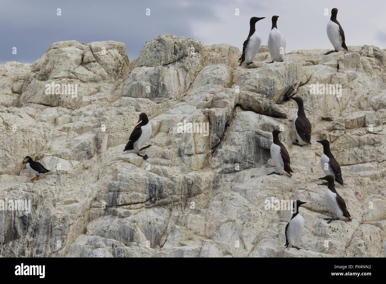 Guillemots sulle scogliere Foto Stock