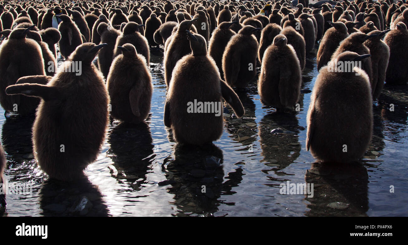 Giovani pinguini in oro Harbour, Georgia del Sud Foto Stock