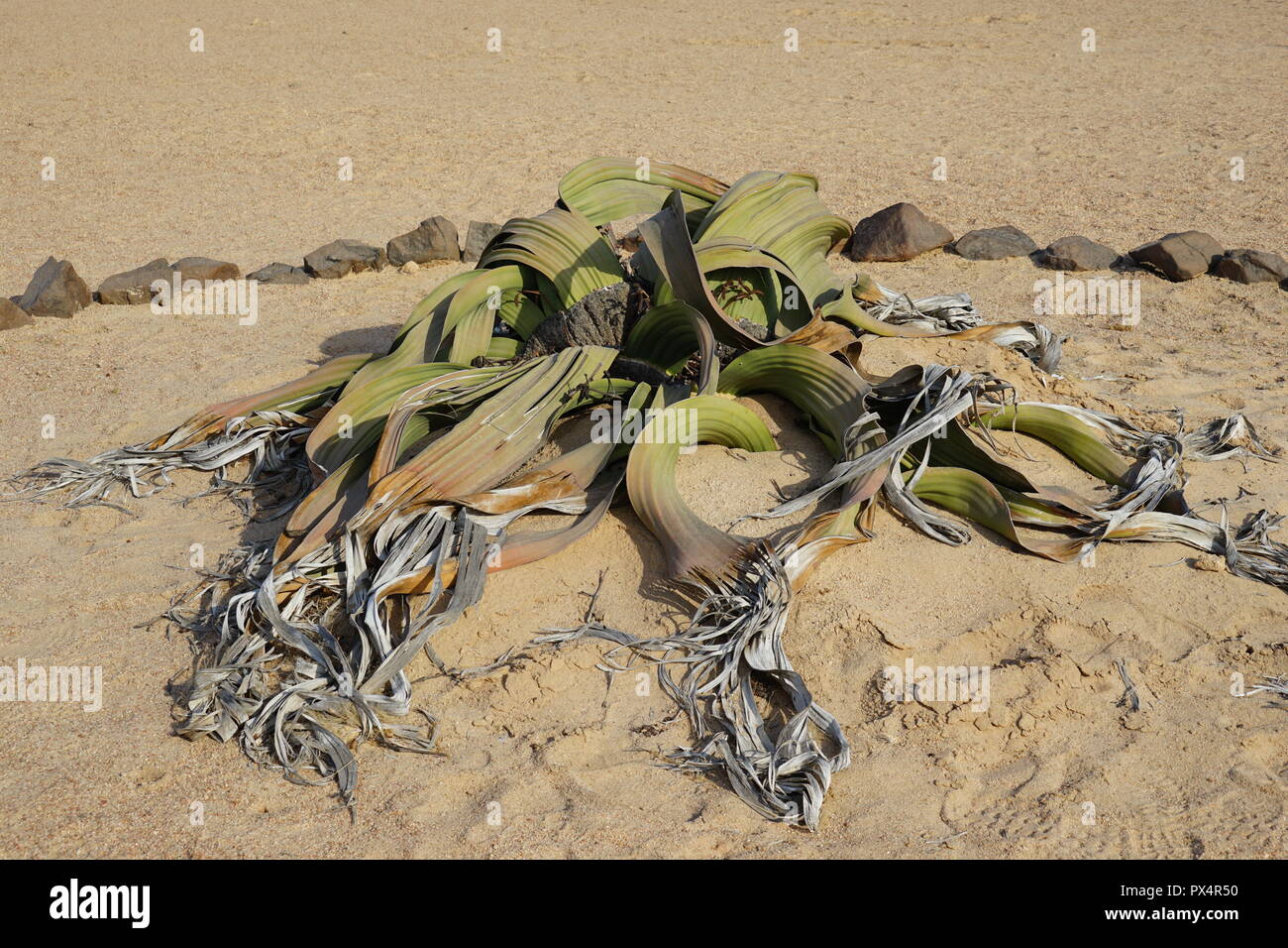 Welwitschie, Welwitschia-Route, Namib Naukluft Park, Namibische Wueste, Namibia Foto Stock