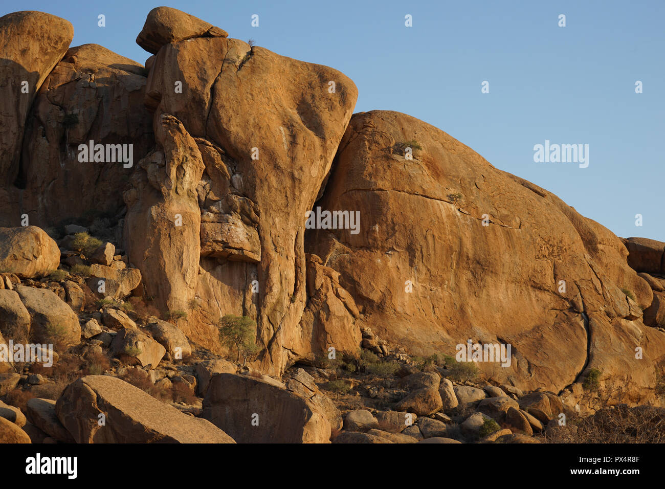 Elefanten Kopf, Bull di partito e di elefante, Testa Ameib Farm, Erongo Gebirge, Namibia, Afrika Foto Stock