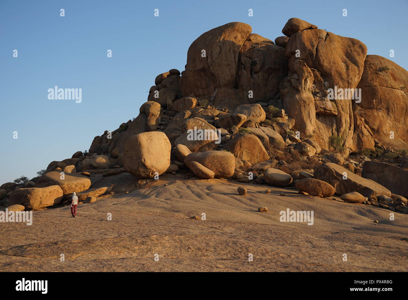 Elefanten Kopf, Bull di partito e di elefante, Testa Ameib Farm, Erongo Gebirge, Namibia, Afrika Foto Stock