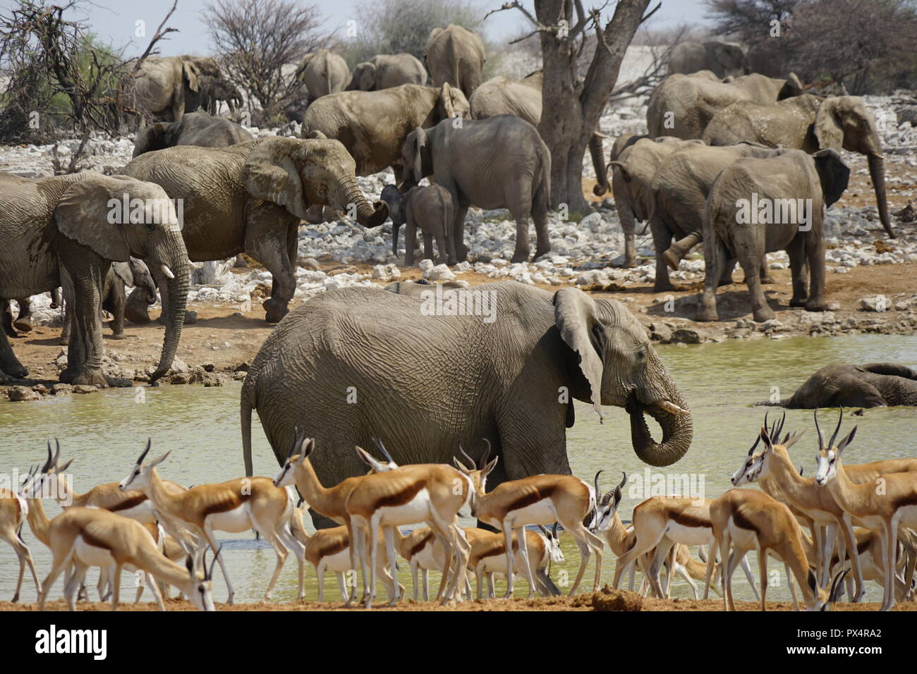 Elefanten am Okaukuejo Wasserloch, Thomson-Gazellen, Etosha Nationalpark, Namibia, Afrika Foto Stock