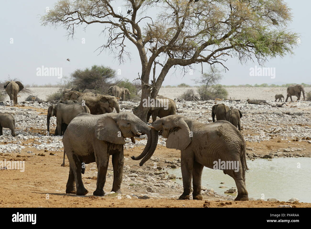 Spielerisch kämpfende junge Elefantenbullen, Okaukuejo Wasserloch, Etosha Nationalpark, Namibia, Afrika Foto Stock