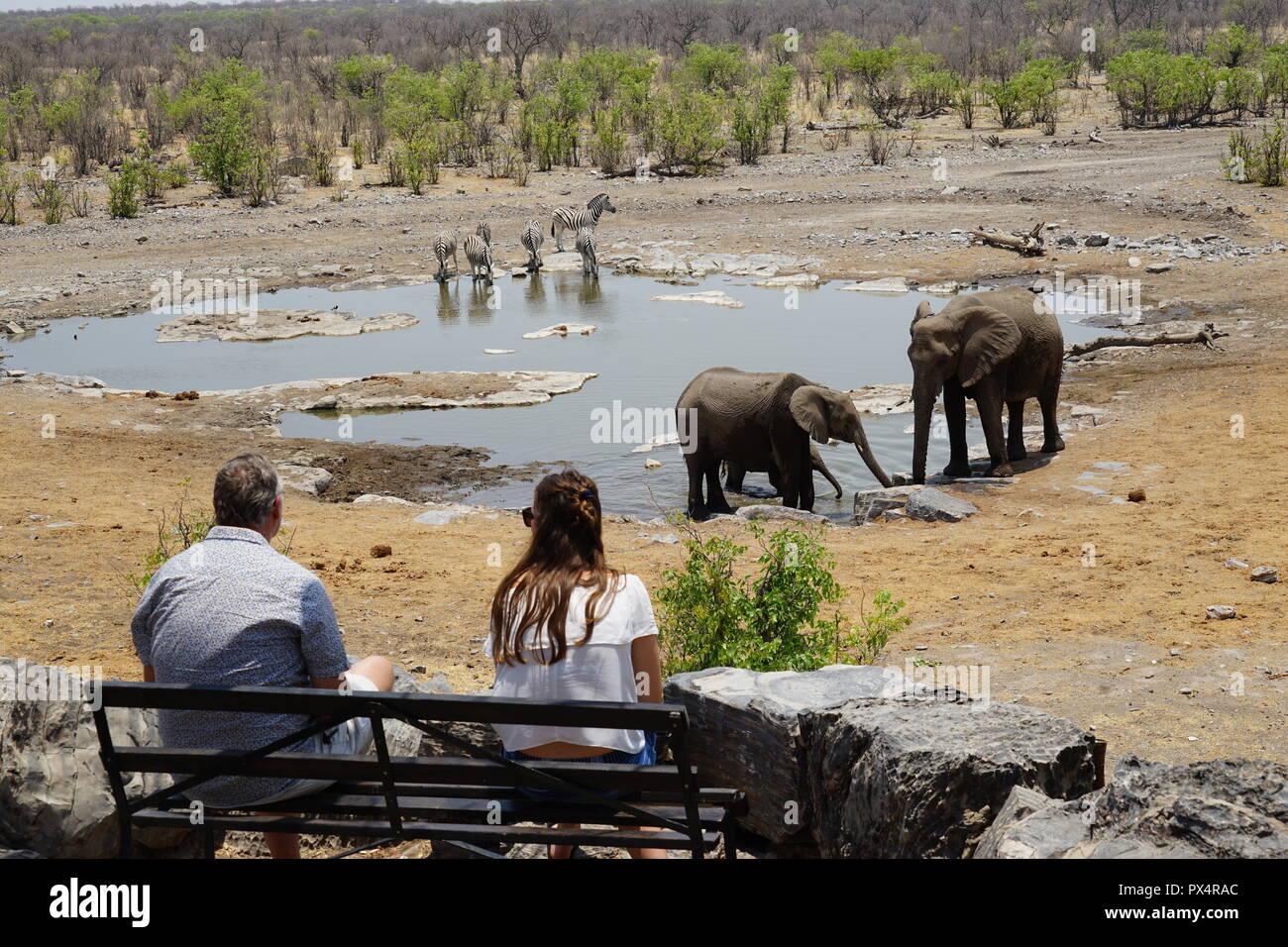 Touristen beobachten Elefanten am Elefanten am Halali Wasserloch, Etosha Nationalpark, Namibia, Afrika Foto Stock