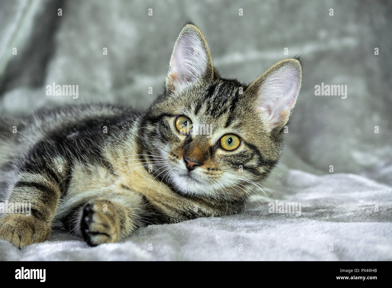 Piccolo mongrel striped kitten giacente sul suo lato, zampe anteriori stese, muso nella fotocamera, guardando dritto, giallo con occhi verdi, arancione Foto Stock