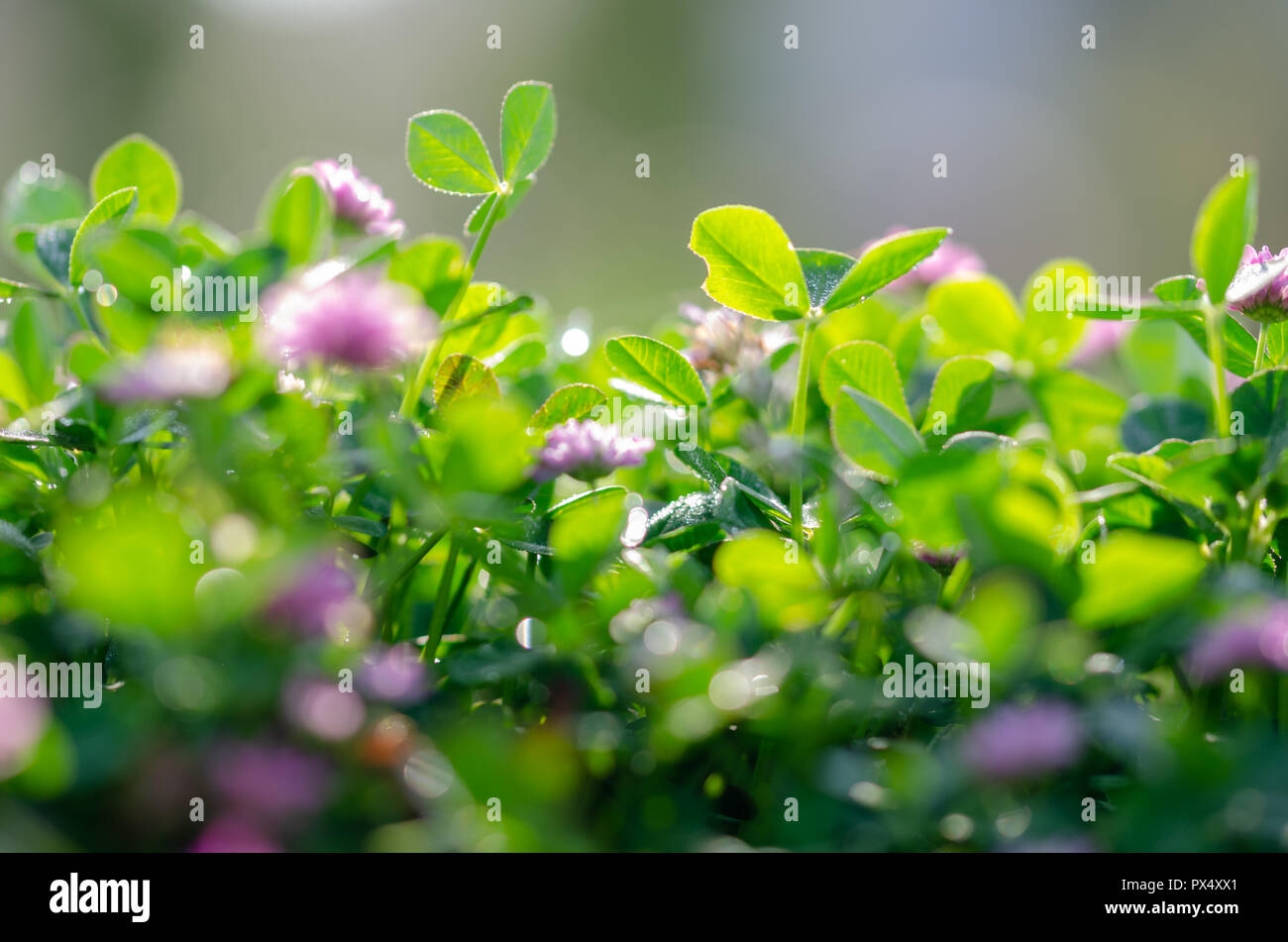 Perfetto sfondo verde dall'erba fresca.soft focus e sfondo sfocato Foto Stock
