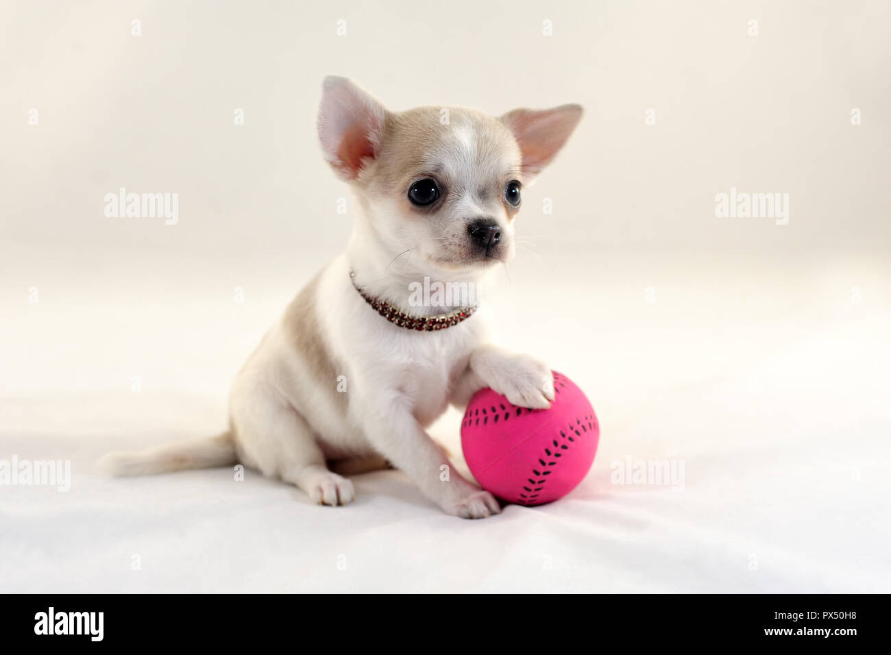 Io amo il Tennis! - Molto carino a pelo corto colore bianco miniatura Chihuahua cucciolo con palla da tennis Foto Stock