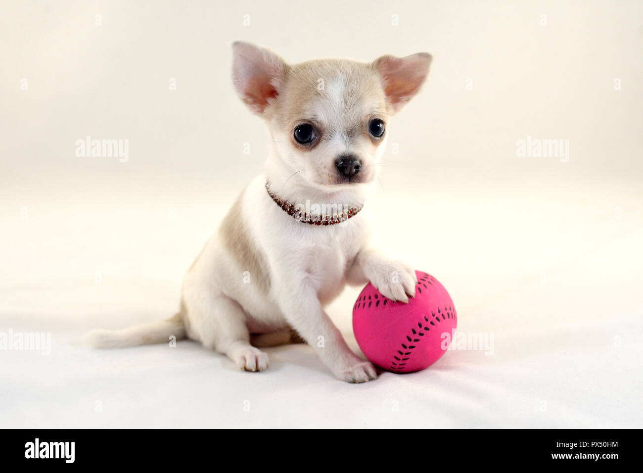 Io amo il Tennis! - Molto carino a pelo corto colore bianco miniatura Chihuahua cucciolo con palla da tennis Foto Stock