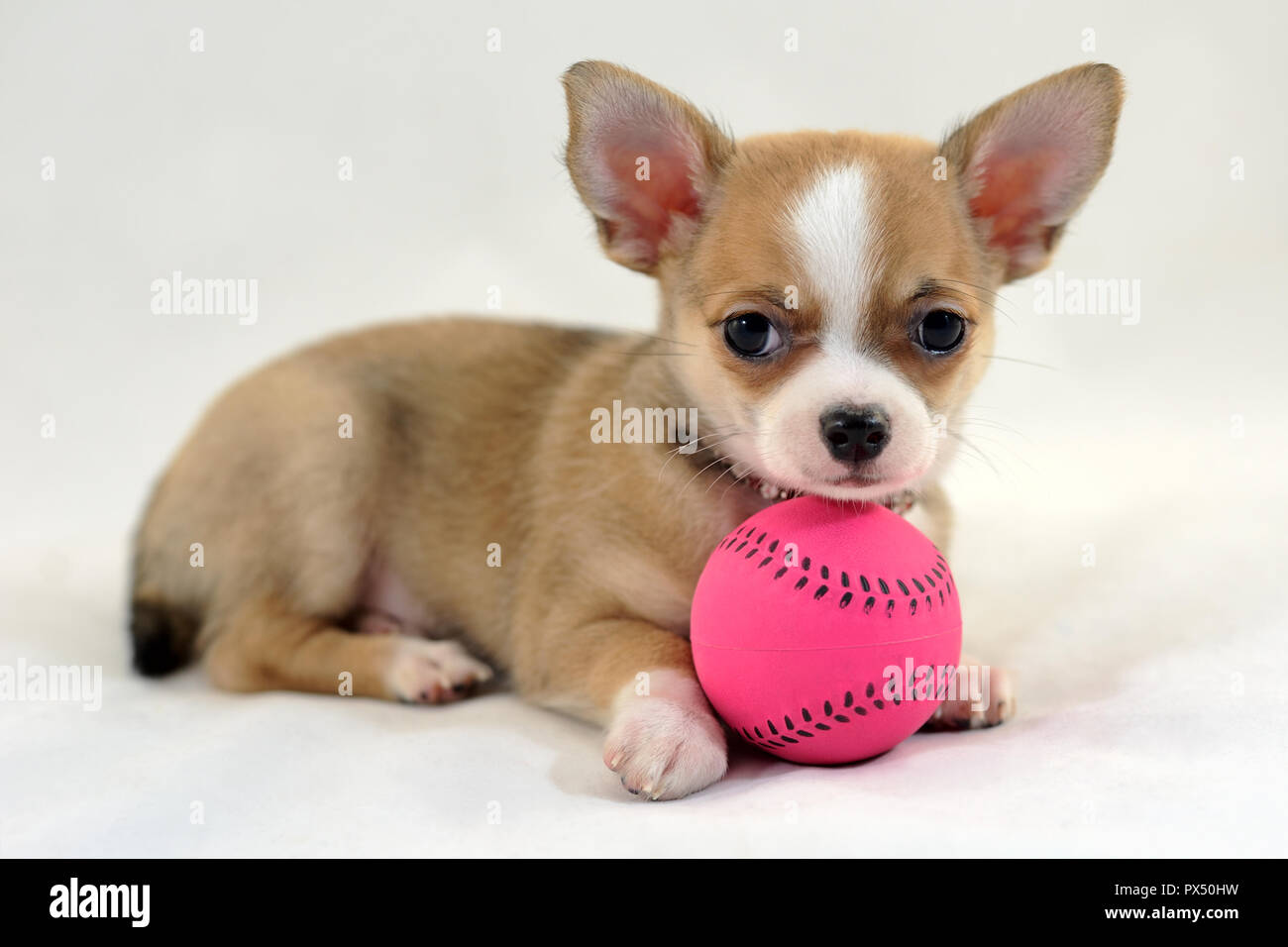 Cucciolo Chihuahua con palla da tennis Foto Stock