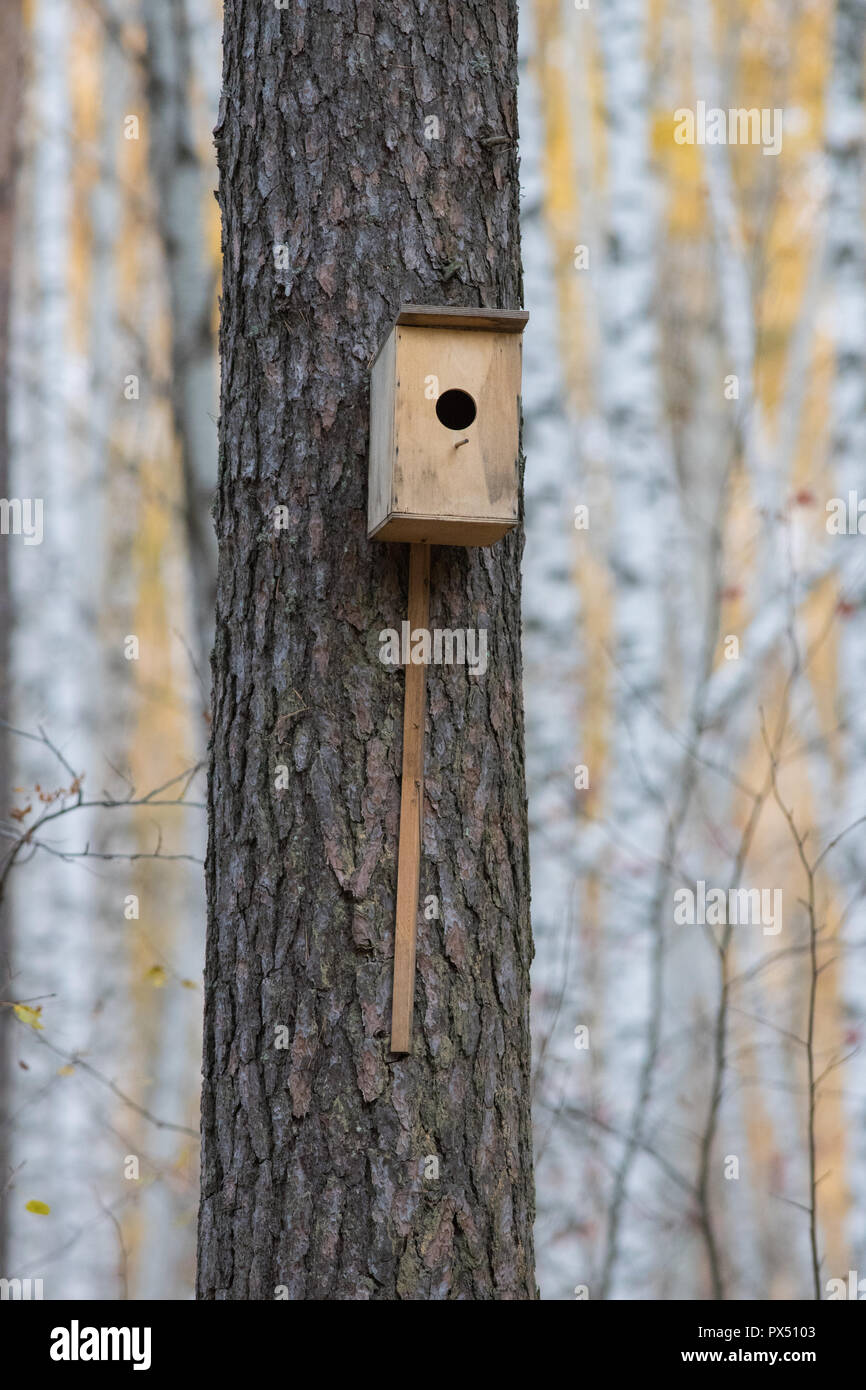 Casa di uccelli appesi dall'albero con il foro di entrata a forma di cerchio nella foresta di autunno Foto Stock