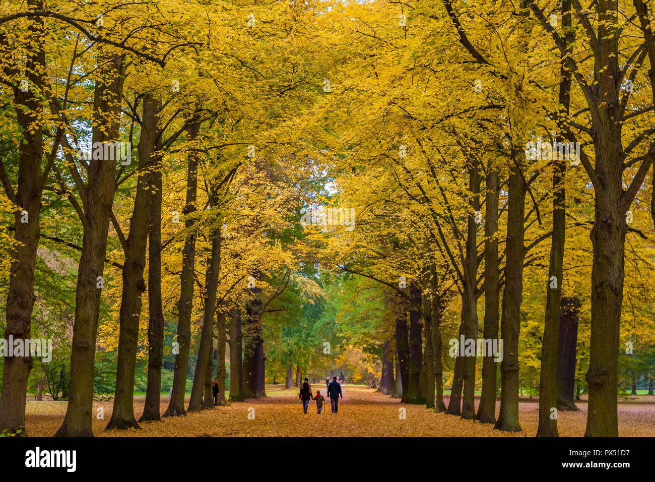 Bella scena di genitori a piedi con il loro bambino attraverso un grande albero avenue con un bel giallo fogliame di autunno in un parco a Kassel in Germania. La... Foto Stock