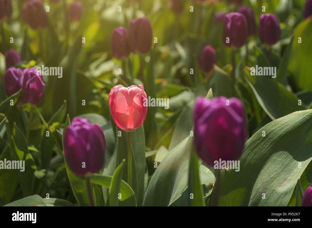 Aiuola di tulipani soleggiato. Scheda per la festa della mamma Foto Stock