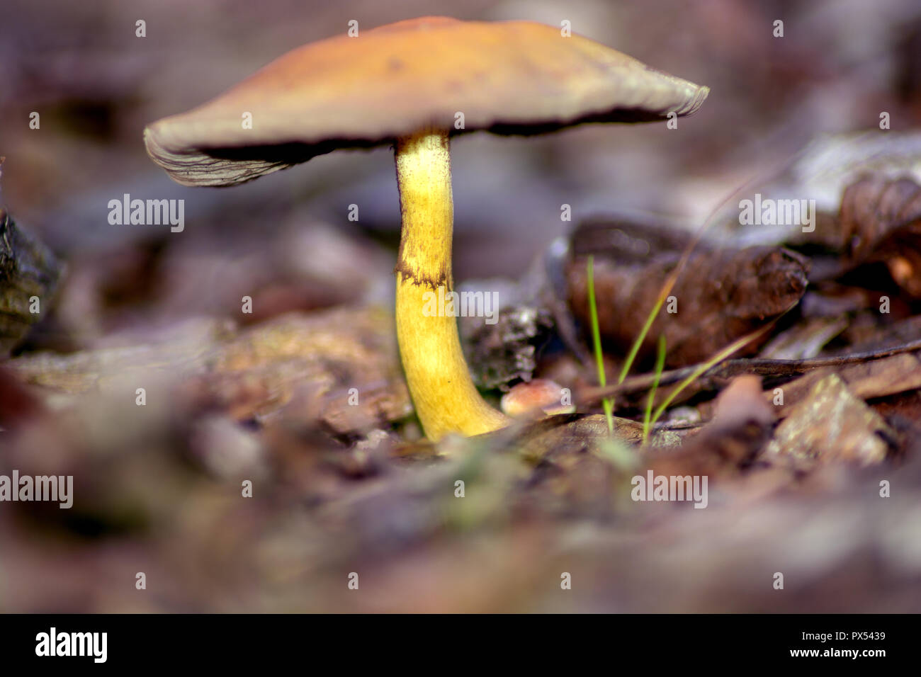 Concetto natura : il fungo sconosciuto Foto Stock
