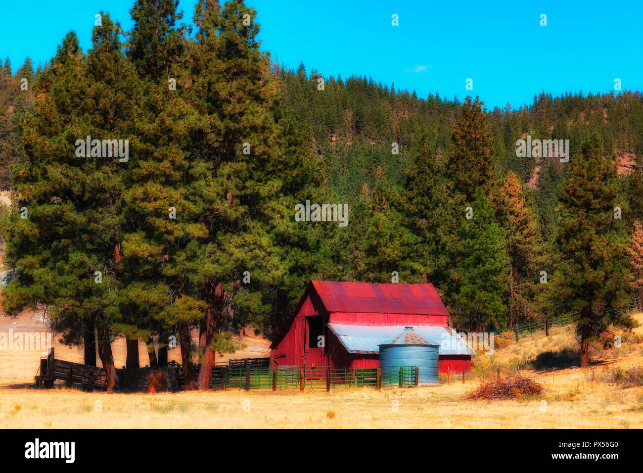 Alberi di pino coprire la collina dove un granaio rosso, silo e corral nestle sotto un boschetto di alberi in corrispondenza del bordo di un campo nei pressi di Bly, Oregon Foto Stock