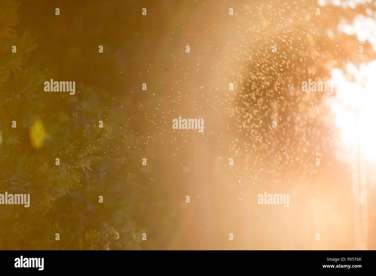 Piccole mosche illuminata dal sole di sera Foto Stock