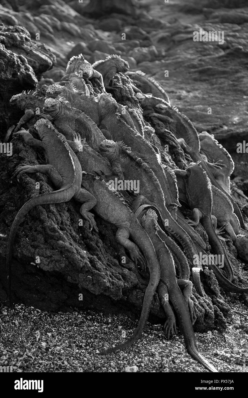 Iguane Marine (Amblyrhynchus cristatus) huddling insieme per il calore, giacente sulla roccia lavica a catturare l'ultimo dei raggi del sole a Punta Espinosa, F Foto Stock