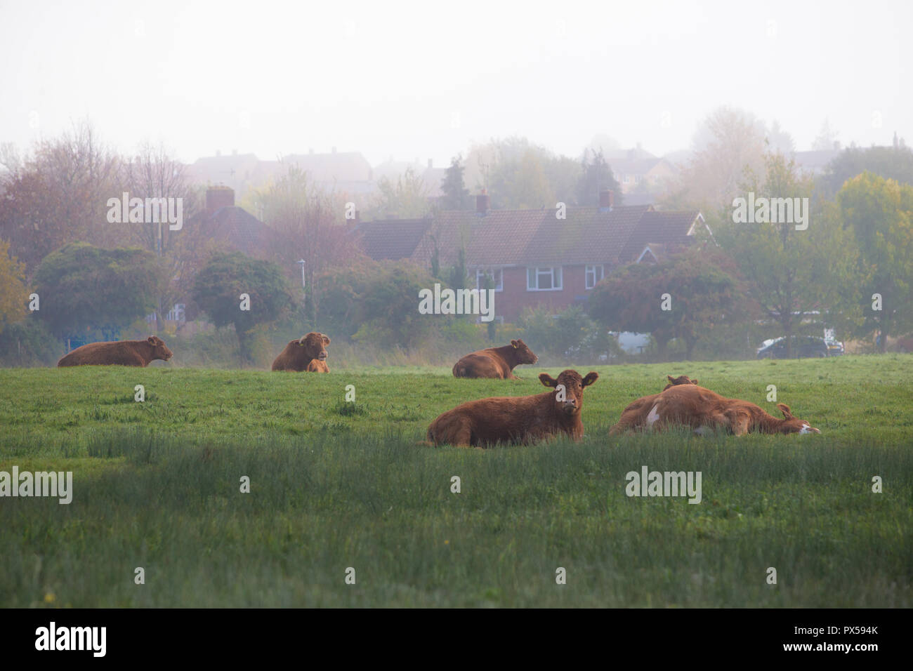 Vacche sdraiato in campo sul terreno comune tra alloggiamento suburbana a Hitchin, Herts, Inghilterra, Regno Unito nella foschia mattutina in autunno Foto Stock