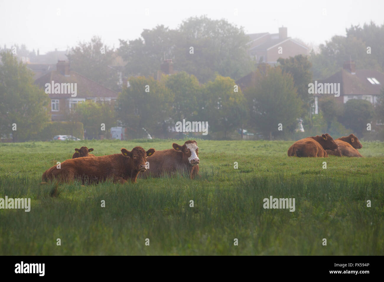 Vacche sdraiato in campo sul terreno comune tra alloggiamento suburbana a Hitchin, Herts, Inghilterra, Regno Unito nella foschia mattutina in autunno Foto Stock