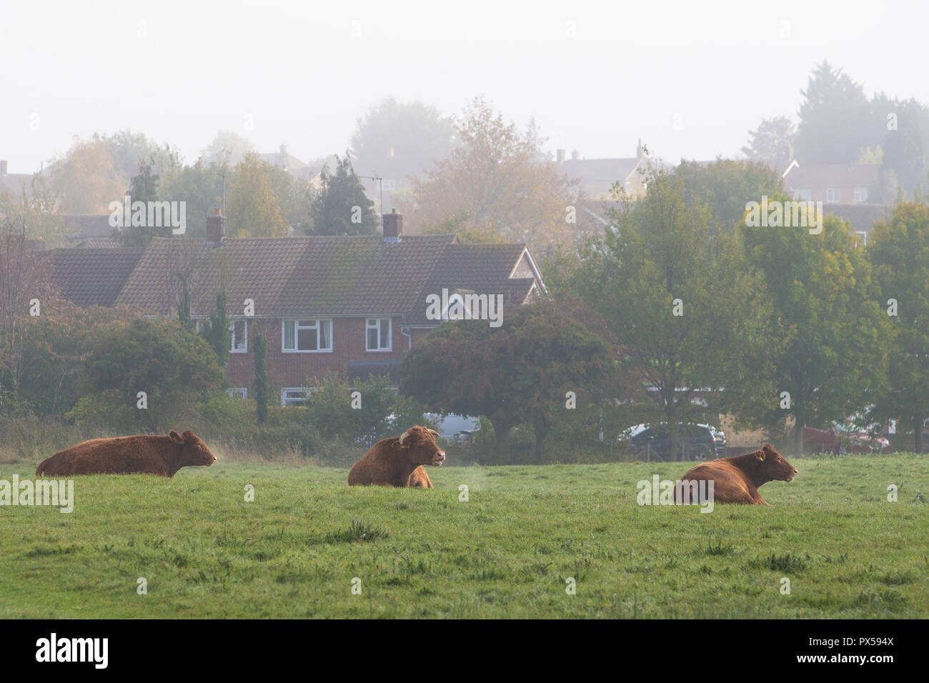 Vacche sdraiato in campo sul terreno comune tra alloggiamento suburbana a Hitchin, Herts, Inghilterra, Regno Unito nella foschia mattutina in autunno Foto Stock