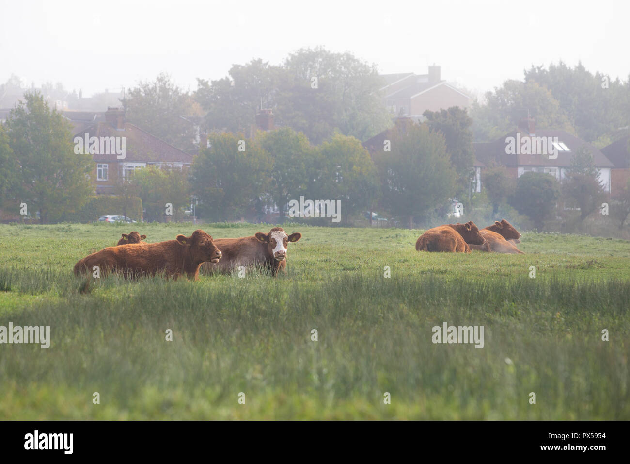 Vacche sdraiato in campo sul terreno comune tra alloggiamento suburbana a Hitchin, Herts, Inghilterra, Regno Unito nella foschia mattutina in autunno Foto Stock