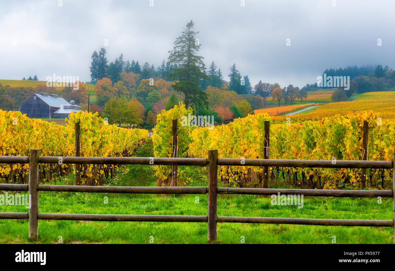 Dundee, Oregon, Stati Uniti d'America - 2 Novembre 2014: Autunno colori riempire il Dundee Hills Wine Country a Dundee, Oregon. Foto Stock