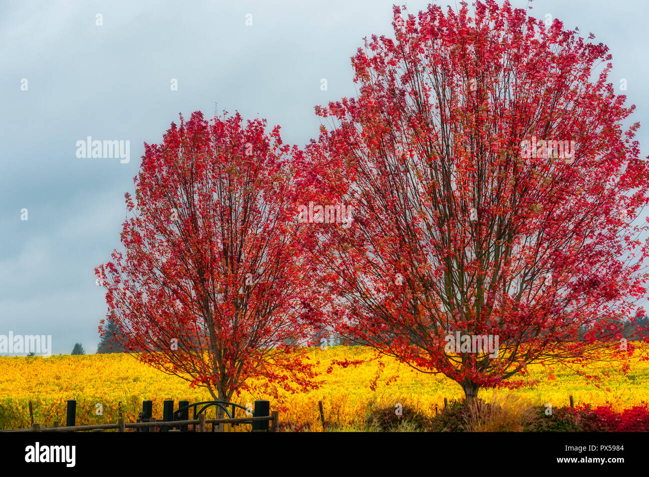 I colori autunnali di vitigni giallo e foglie rosse di due alberi sono potenziati dall'misty pioggia. Foto Stock