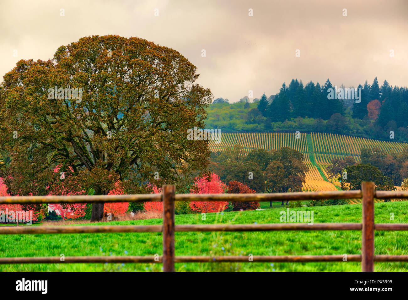 Vigneti Autunno colori copre il Dundee le colline di Dundee, Oregon. Foto Stock