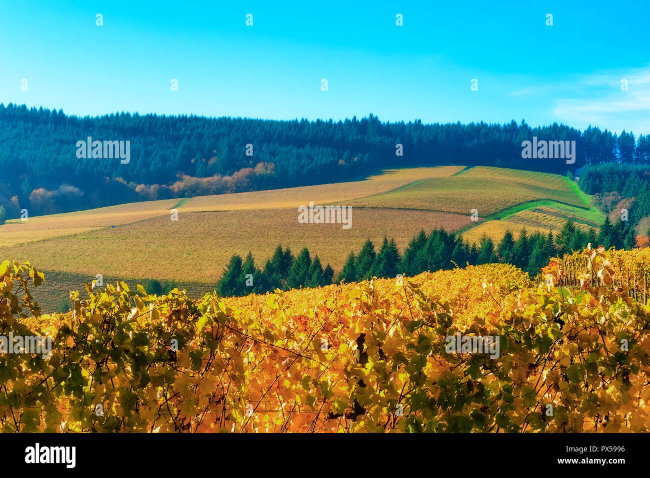 Vigneti Autunno colori copre il Dundee le colline di Dundee, Oregon. Foto Stock