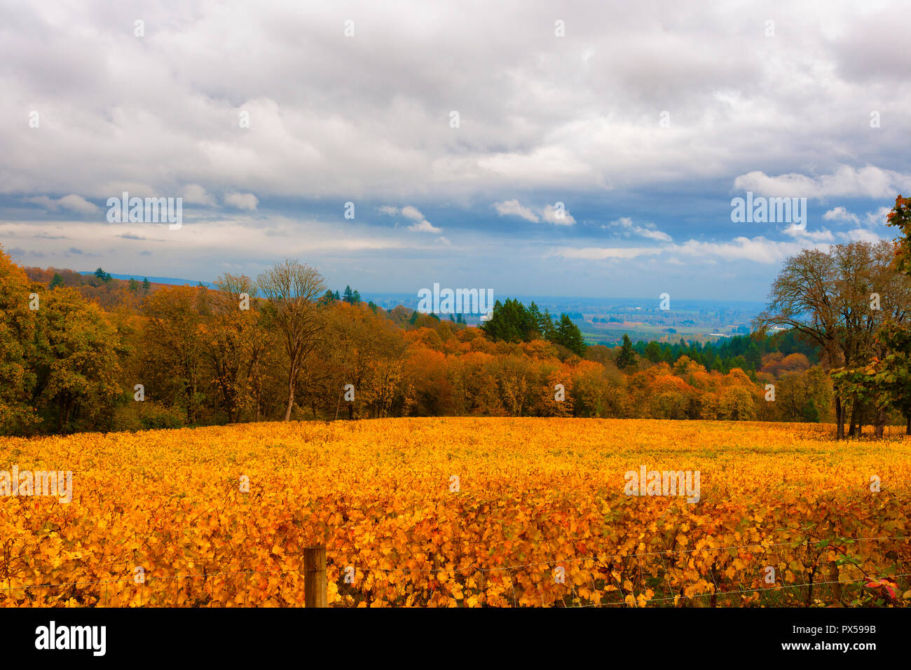 Vigneti Autunno colori copre il Dundee le colline di Dundee, Oregon. Foto Stock