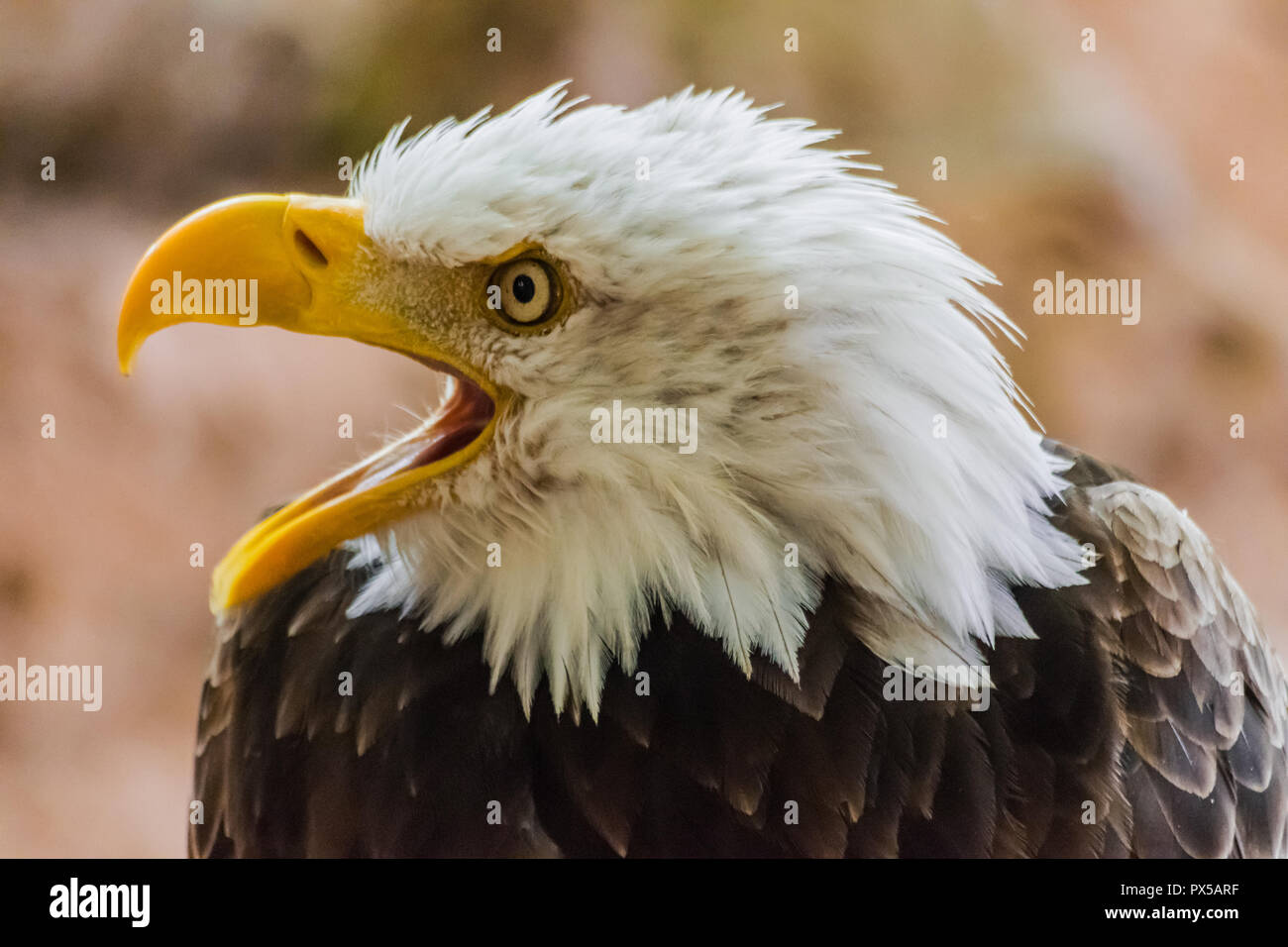 Aquila calva testa verticale (Haliaeetus leucocephalus) con becco aperto e rocce sullo sfondo Foto Stock