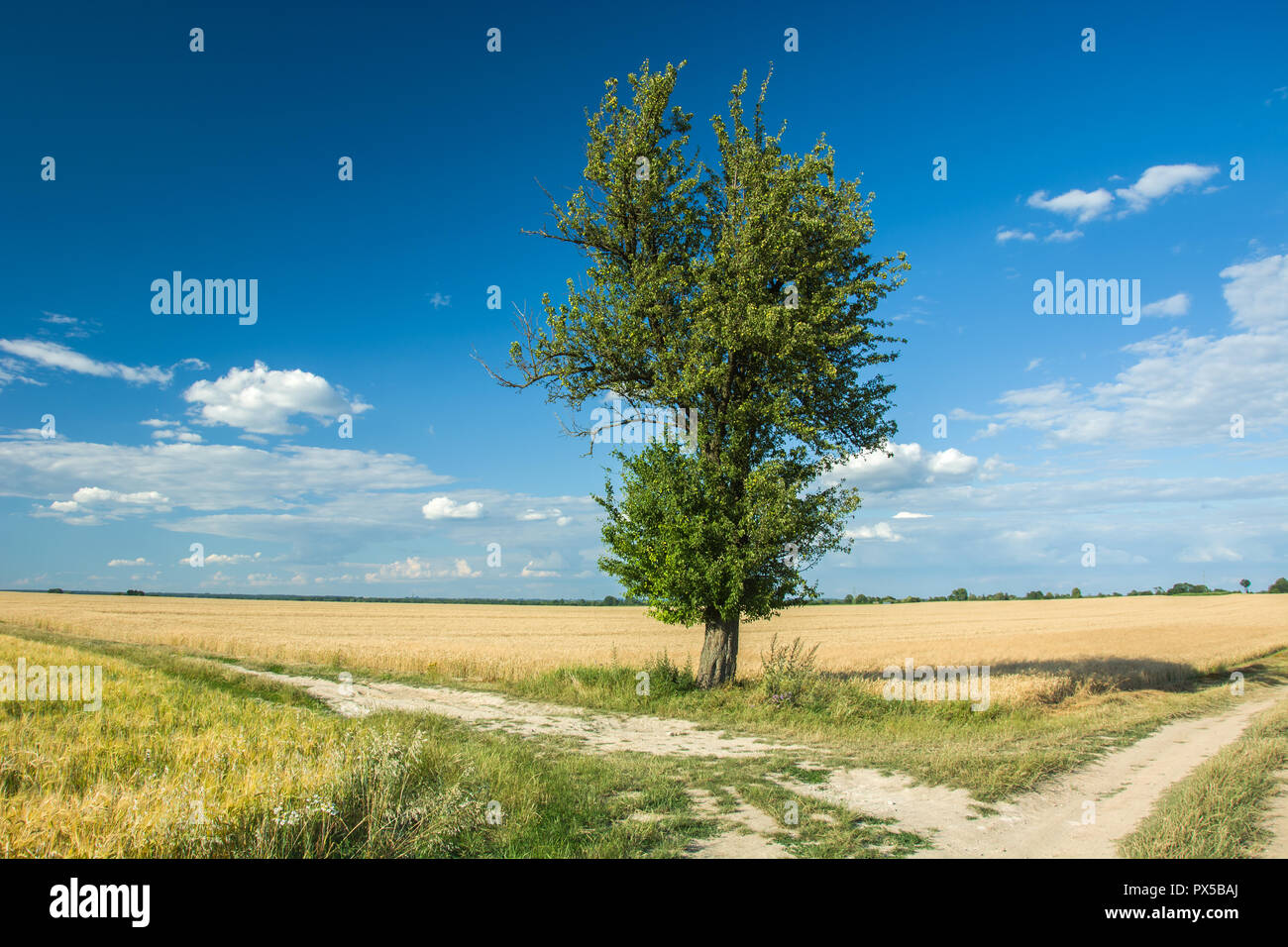 Decidui ad albero singolo con la strada nel campo e le nuvole nel cielo Foto Stock