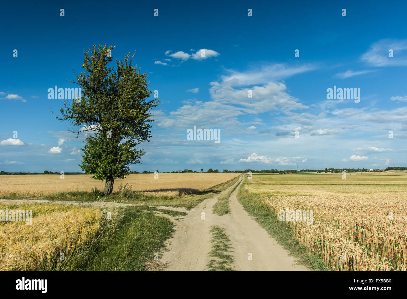 Albero a foglie decidue dalla strada al campo e le nuvole nel cielo Foto Stock