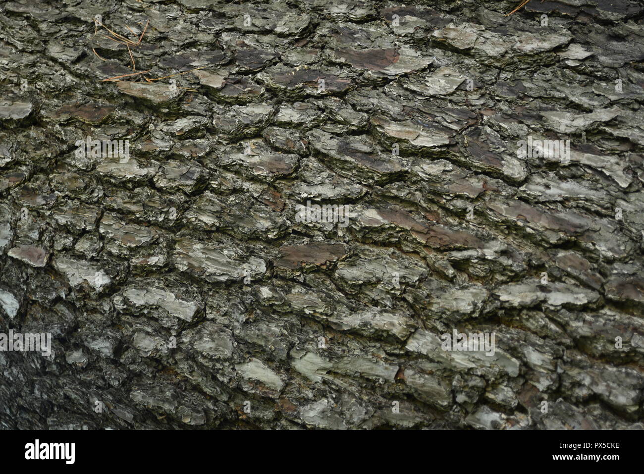 Corteccia di albero texture Foto Stock
