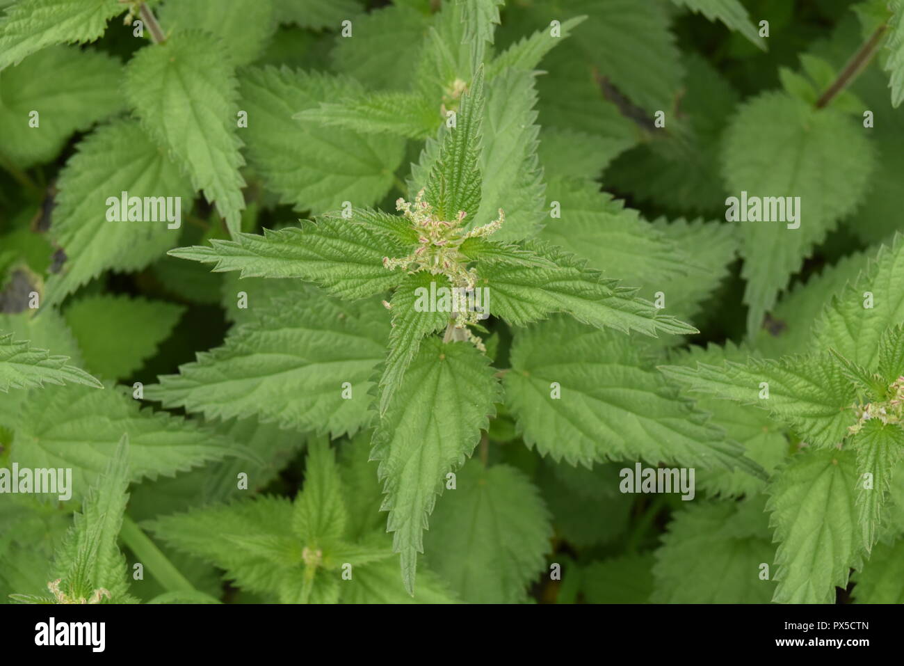 Ortica comune Foto Stock