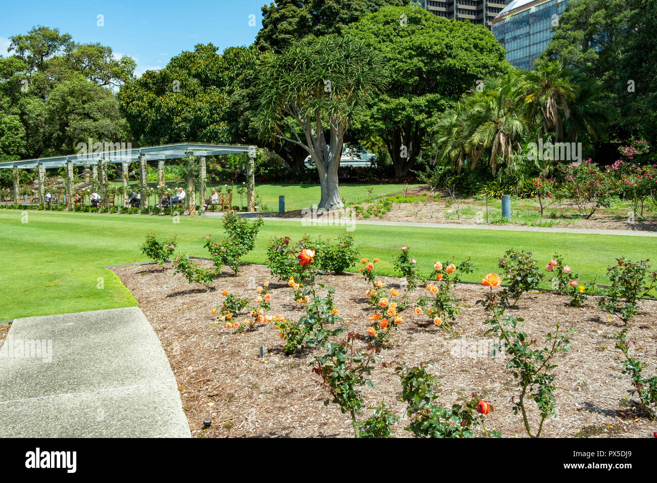 Giardino di Rose in Royal Botanic Gardens nel centro di Sydney, Australia Foto Stock