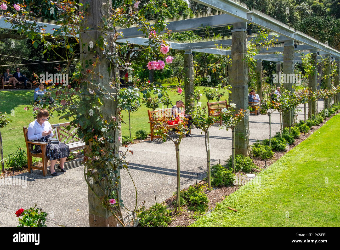 Giardino di Rose e rose in Royal Botanic Garden,centro di Sydney, Nuovo Galles del Sud, Australia Foto Stock