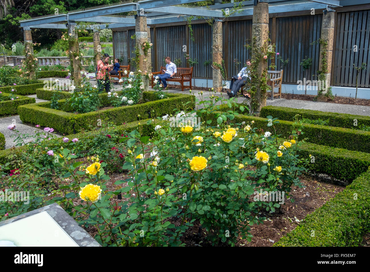 Giardino di Rose e rose in Royal Botanic Garden,centro di Sydney, Nuovo Galles del Sud, Australia Foto Stock