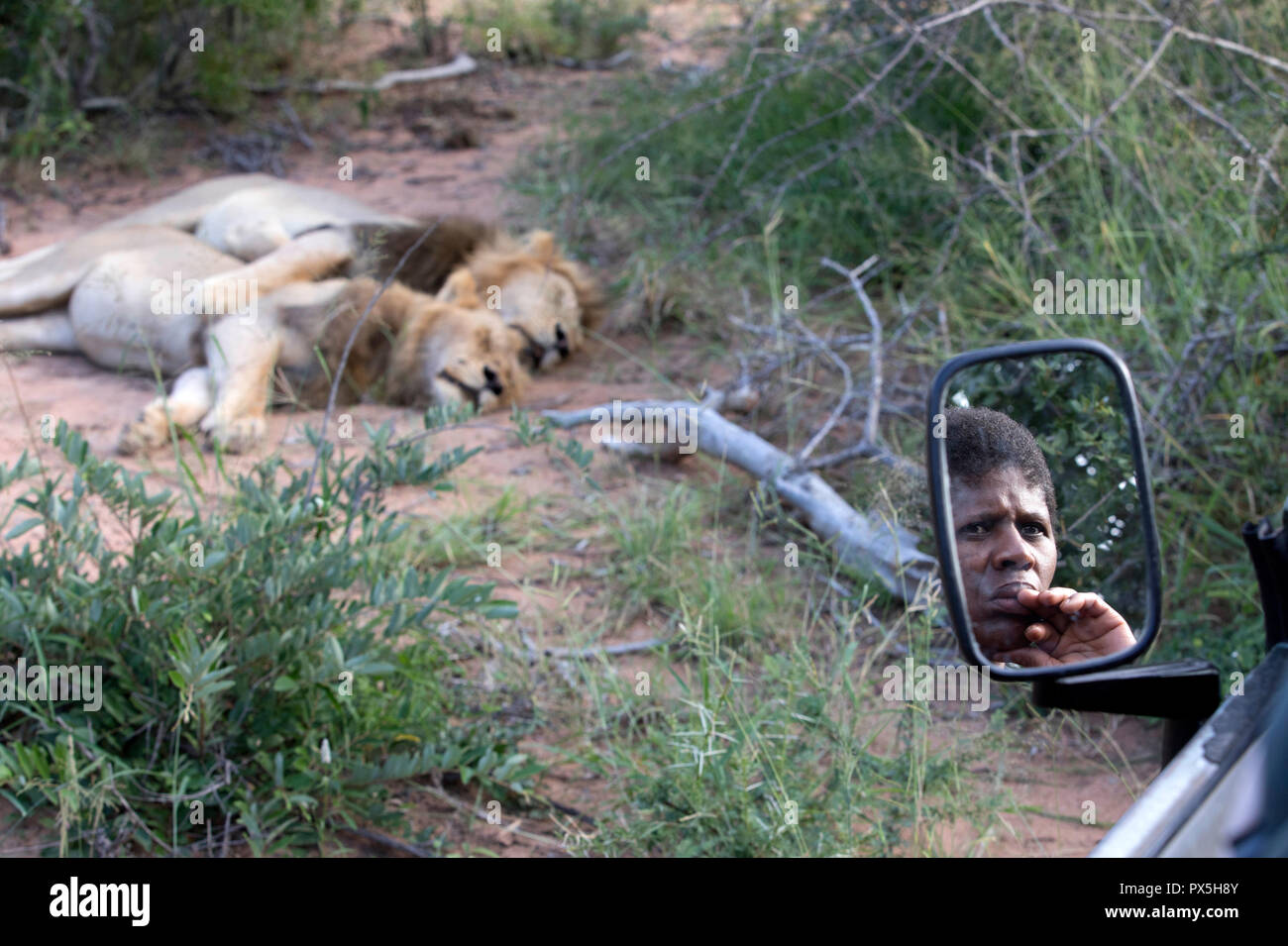 Parco Nazionale di Kruger. Safari. Lion (Panthera leo). Sud Africa. Foto Stock